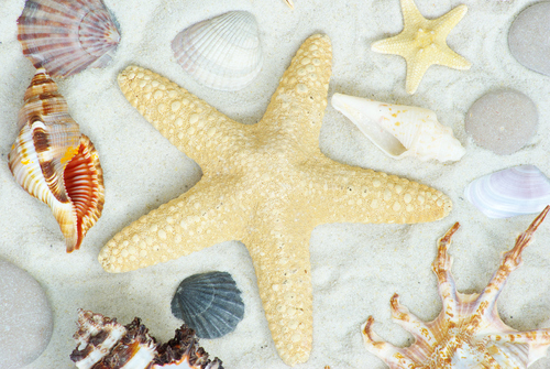 Starfish, shells and other beach remnants are like the issues that we need to explore